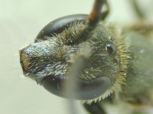 Réf. 240 642 : Lasioglossum morio